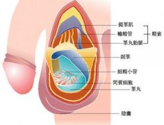 哪些原因会伤害睾丸-洛阳治疗睾丸炎医院哪家好